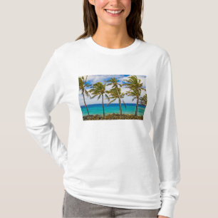 Kokospalmen (Cocos nucifera) schwanken im T-Shirt
