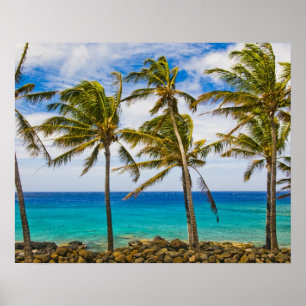 Kokospalmen (Cocos nucifera) schwanken in Poster