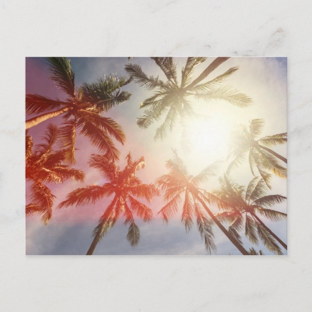 Kokospalmen gegen die Sonne Postkarte (Vorderseite)