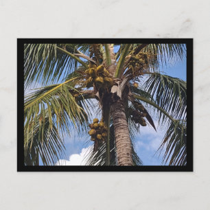 KOKOSPALMEN-POSTKARTE POSTKARTE