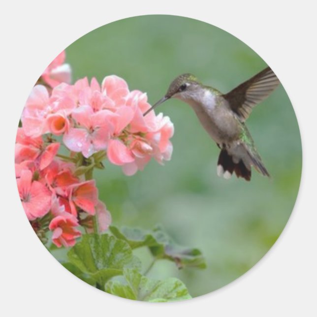 Kolibri 2.jpg runder aufkleber (Vorderseite)