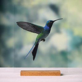 Kolibri Acrylschild