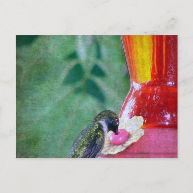 Kolibri am Futterplatz Postkarte (Vorderseite)