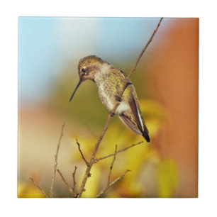 Kolibri auf Niederlassung Fliese
