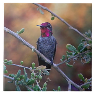 Kolibri bei Sonnenuntergang Fliese