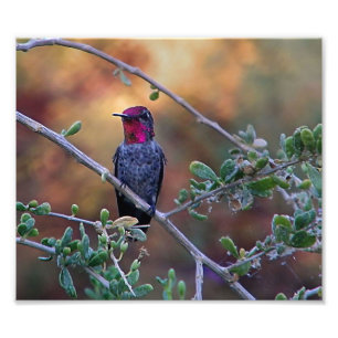 Kolibri bei Sonnenuntergang Fotodruck