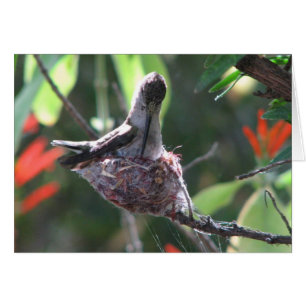 Kolibri bereitet ihr Nest vor