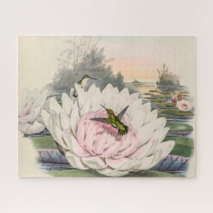 Kolibri Chlorostilbon Portmanni von Gould