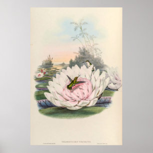 Kolibri Chlorostilbon Portmanni von Gould Poster