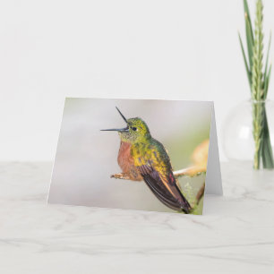 Kolibri, der leere Gruß-Karte spricht Karte