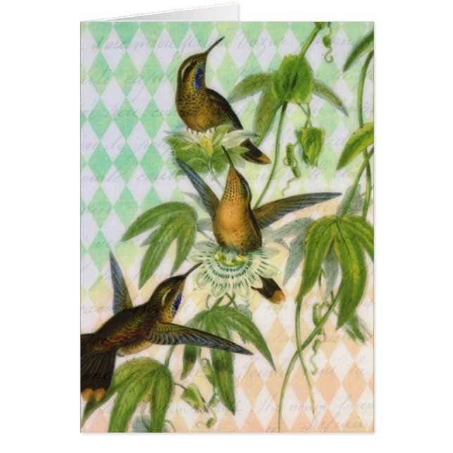 Kolibri-Digital-Kunst (Vorne)