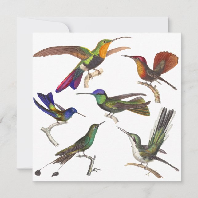 Kolibri-Einladung - 6 schöne Kolibris Einladung (Vorderseite)