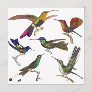 Kolibri-Einladung - 6 wunderschöne Kolibris Einladung