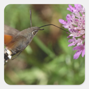 Kolibri Falkemotte (Macroglossum stellatarum) Quadratischer Aufkleber