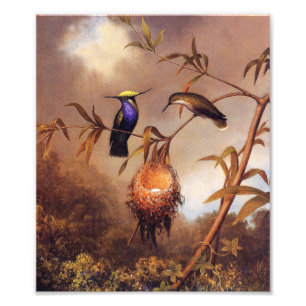 Kolibri-Familien-Druck Fotodruck