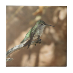 Kolibri Fliese