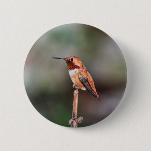 Kolibri-Foto Button