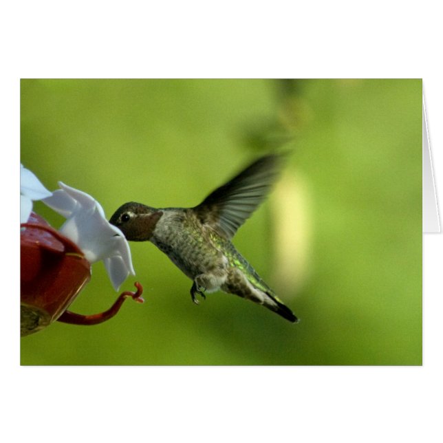 Kolibri-freier Raum (Vorderseite (Horizontal))