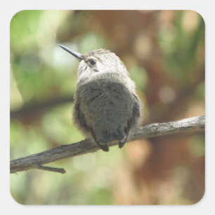 Kolibri-gewordener Vogel Quadratischer Aufkleber