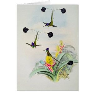 Kolibri, graviert durch Walter und Cohn