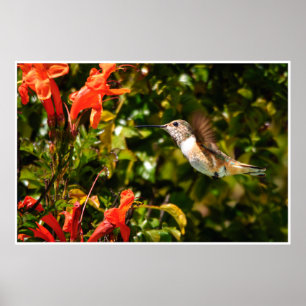 Kolibri im Flug – Garten-Wildlife-Foto Poster