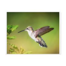 Kolibri im Flug