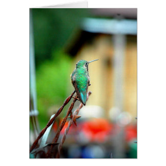 Kolibri-Karte Buena Vista Colorado