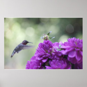 Kolibri mit lila Dahliposter Poster