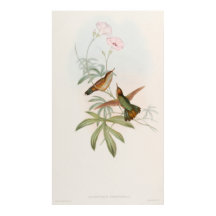 Kolibri mit violettem Schwanz von John Gould