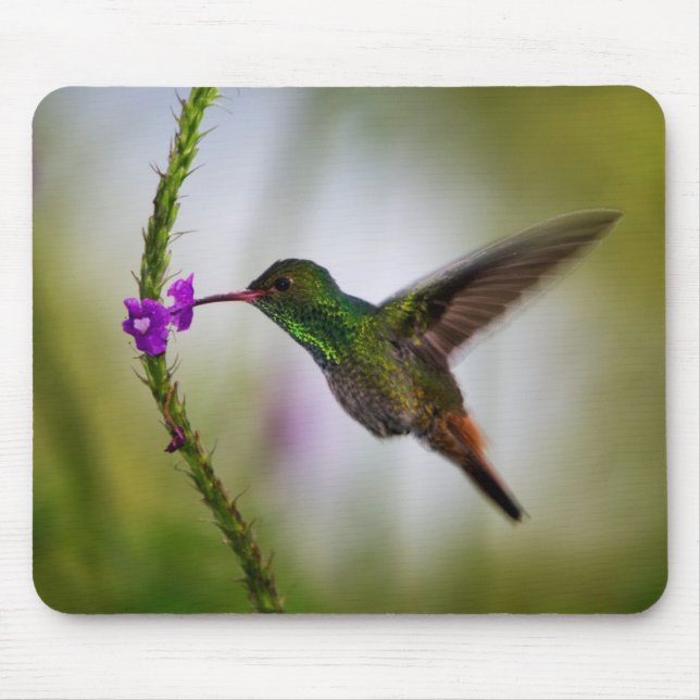 Kolibri Mousepad (Vorne)
