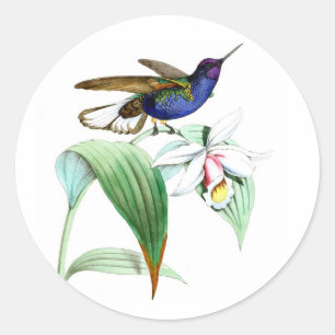 Kolibri Nr. 1 violetter Purpurvogel weiße Blume Runder Aufkleber