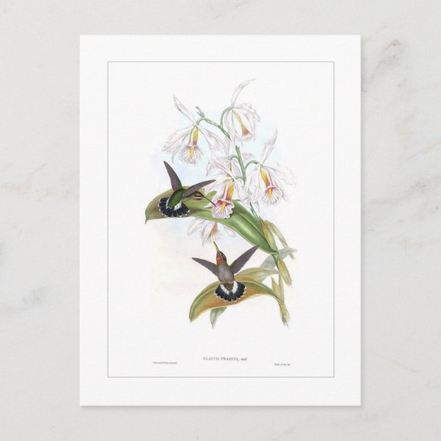 Kolibri Postkarte (Vorderseite)
