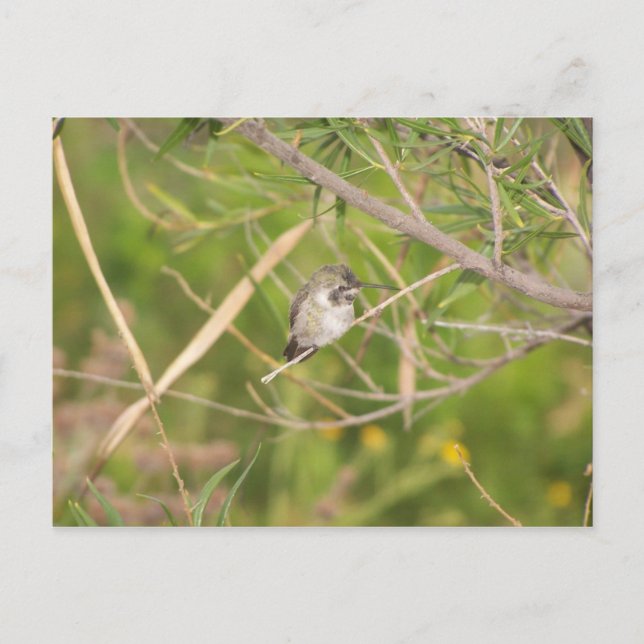 Kolibri Postkarte (Vorderseite)