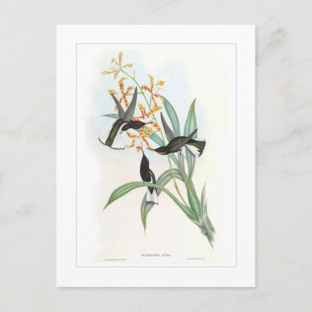 Kolibri Postkarte (Vorderseite)