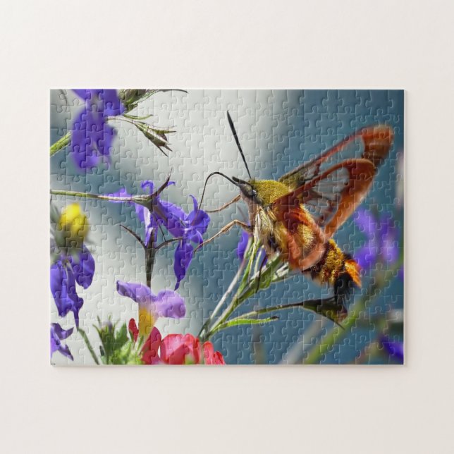 Kolibri-Schwärmer Schmetterling. (Horizontal)