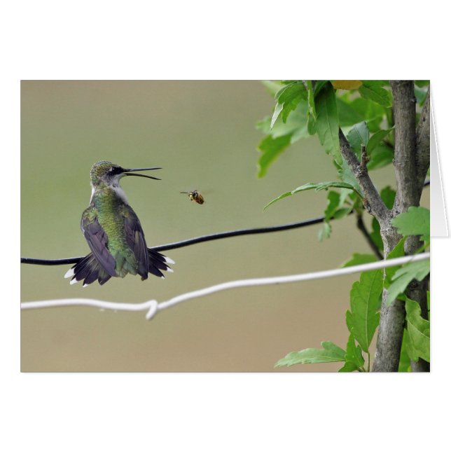 Kolibri-u. Honig-Biene (Vorderseite (Horizontal))