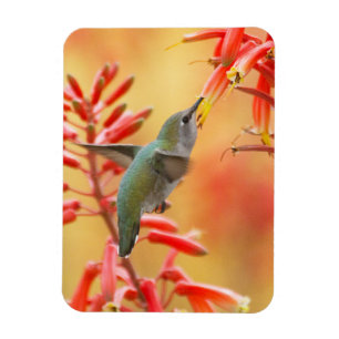 Kolibri, umgeben von roter Yucca Magnet