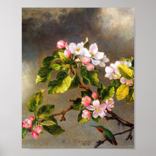 Kolibri und Blüte von Martin Johnson Heade Poster