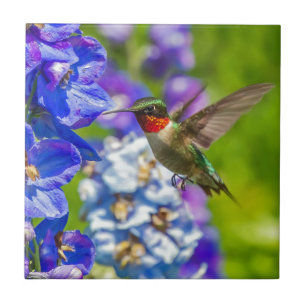 Kolibri und Delphinium Fliese