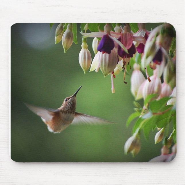 Kolibri-und Fushia Blumen-Pflanze Mousepad (Vorne)
