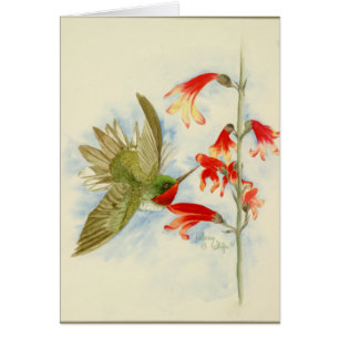 Kolibri und rote Blüten