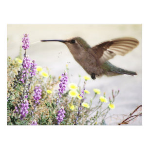 Kolibri und Wildblumen Digitale Kunst Fotodruck