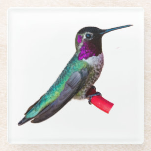 Kolibri-Untersetzer - Entwurf B Glasuntersetzer