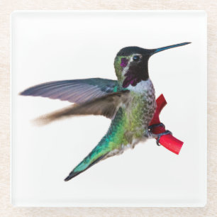 Kolibri-Untersetzer - Entwurf C Glasuntersetzer