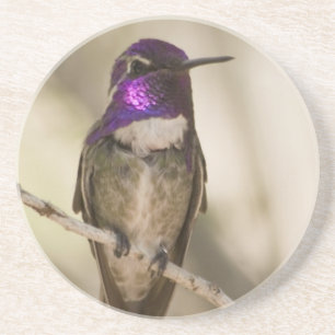 Kolibri-Untersetzer Sandstein Untersetzer
