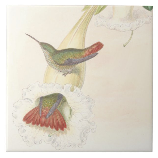 Kolibri-Vogel-Blumen-Blumentier-Tiere Fliese (Vorderseite)