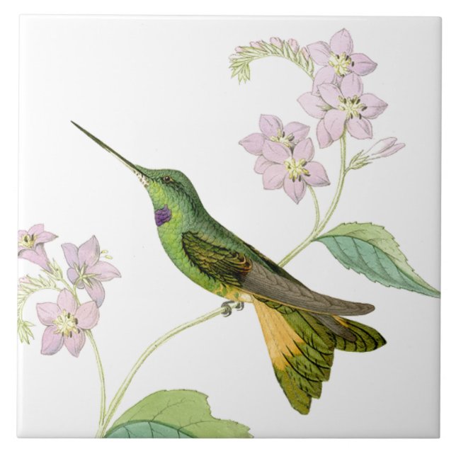 Kolibri-Vogel-Blumen-Blumentier-Tiere Fliese (Vorderseite)