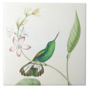 Kolibri Vögel Blumen Floral Wildtiere Tiere Fliese