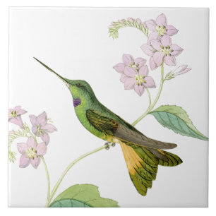 Kolibri Vögel Blumen Floral Wildtiere Tiere Fliese
