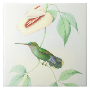 Kolibri-Vogel-Tier-Blumen-Blumentiere Fliese